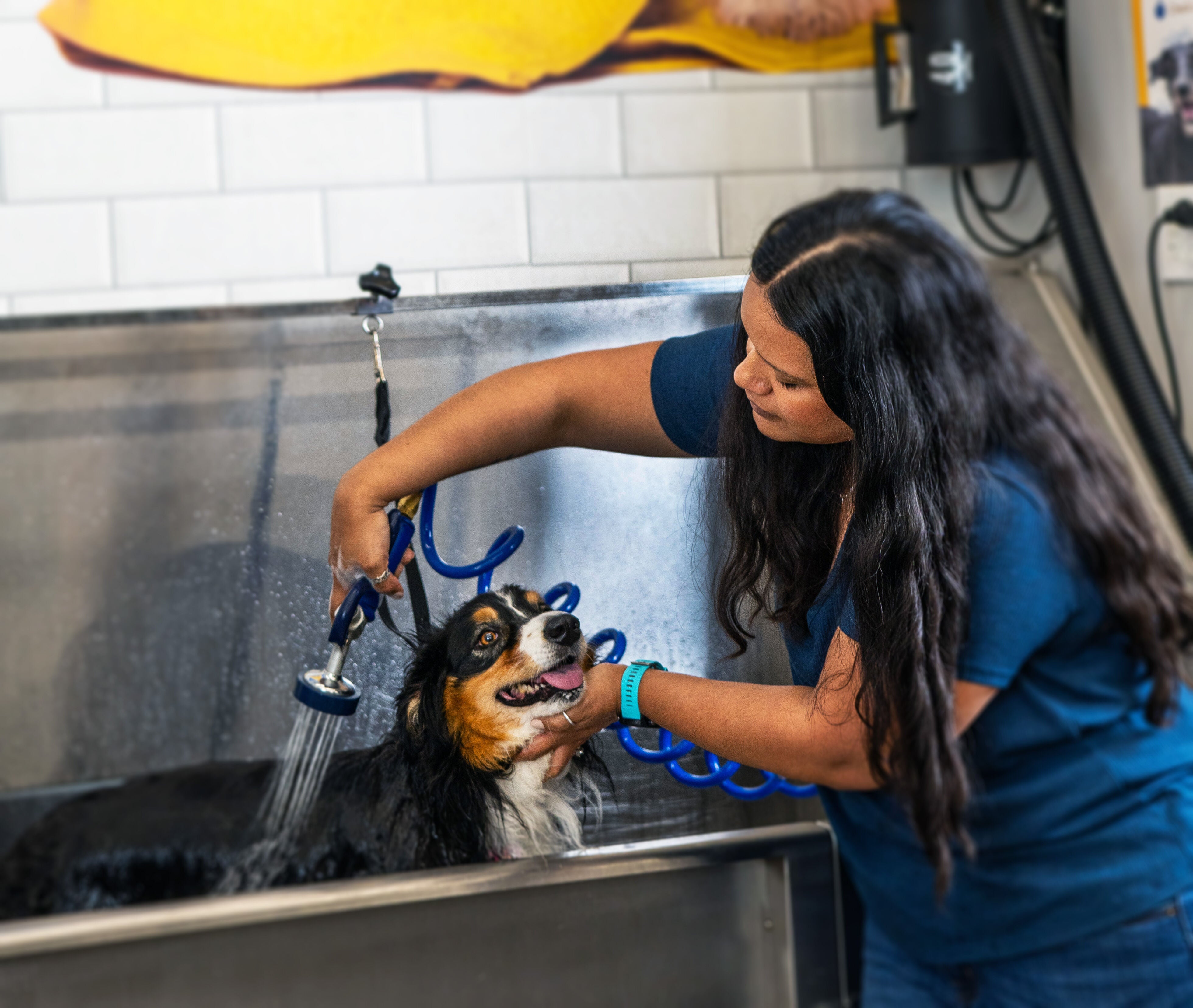 A person washing a dog with a hose in a self-serve dog wash station.