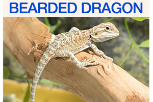 Bearded Dragon