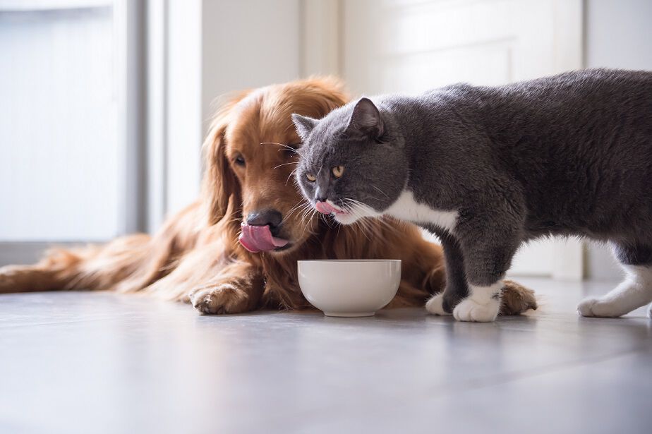 A Golden Retriever and a grey and white cat drinking from a white bowl on the floor, both licking their lips.