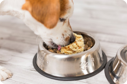 A dog eating from a metal bowl filled with kibble and wet food.
