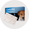 A box of Capstar (nitenpyram) flea treatment for dogs with blister pack pills.