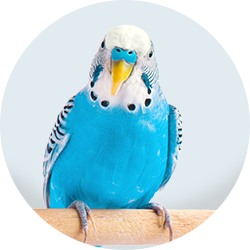 Browse by Bird