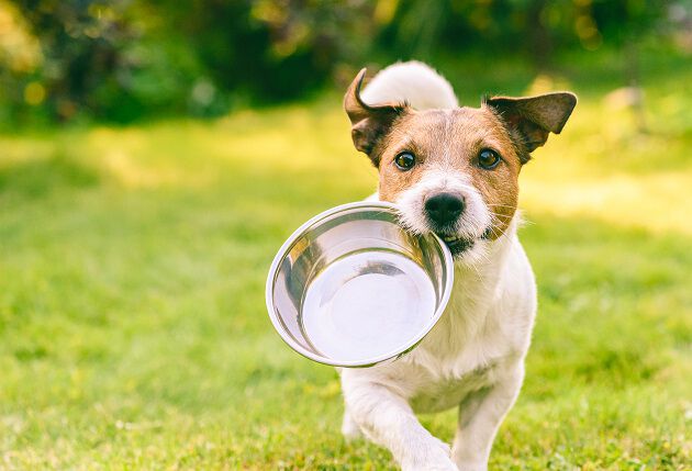 A small dog holding an empty metal bowl in its mouth, sitting on the grass.
