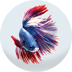 Browse by Fish