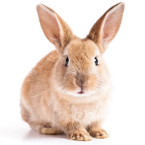 brown rabbit