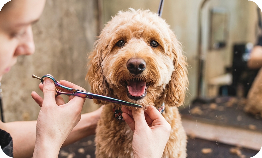 Pet Grooming Services: image of a Yorkshire Terrier being groomed with scissors