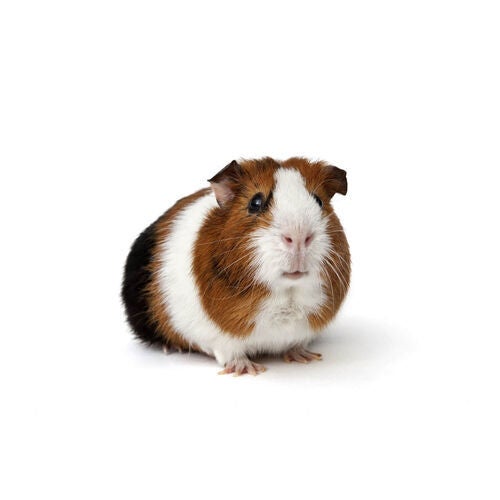 brown white and black Guinea Pig