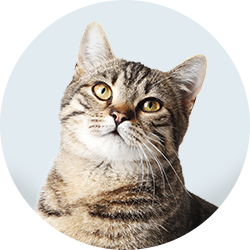Browse by Cat
