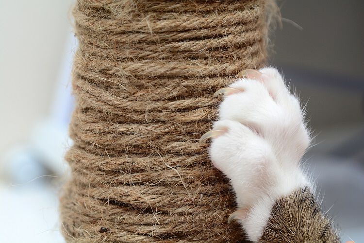 A cat scratching a vertical scratching post.
