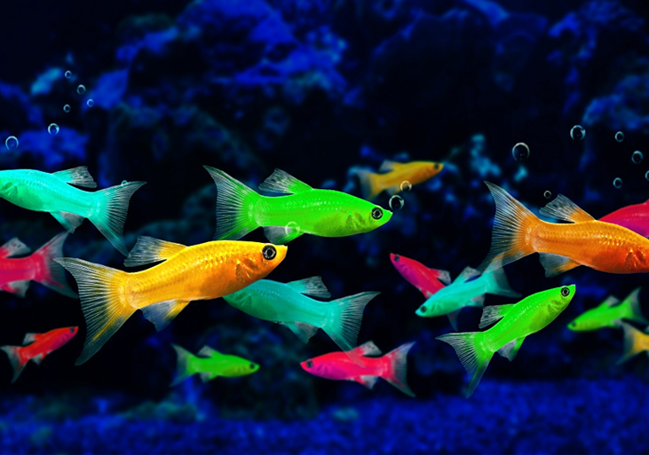 A group of colorful glofish, including green, orange, red, and yellow, swimming in an aquarium with a dark blue background.