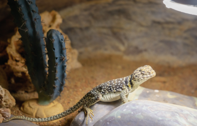 Reptile Heating Lamps & Substrates Charts