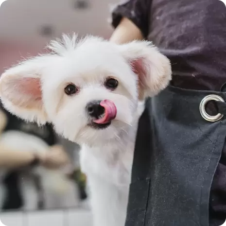 A white dog with fluffy ears licking its nose while standing next to a person.