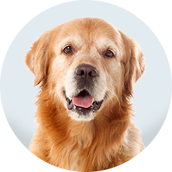 Browse by Dog