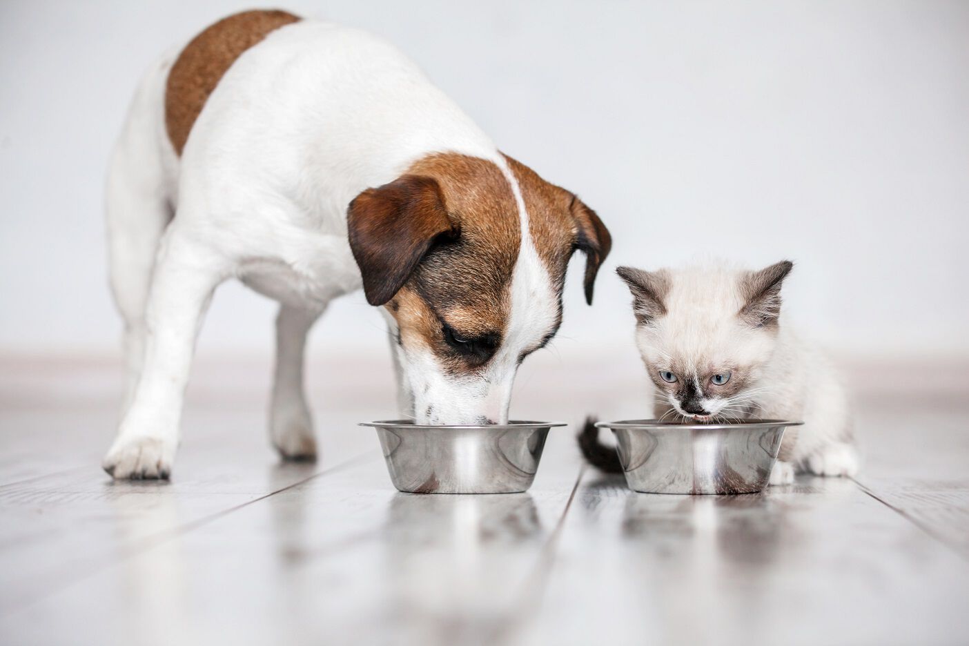 A small dog and a kitten eating from metal bowls on a wooden floor.