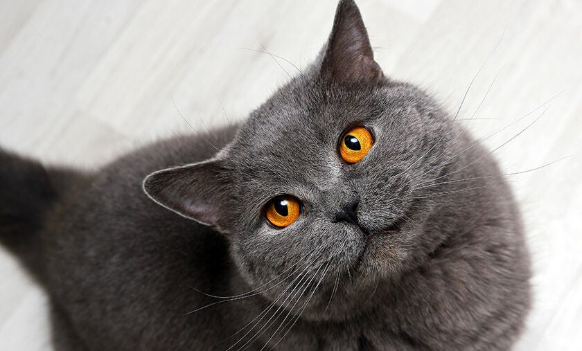 A grey cat sitting on a white wooden floor looking up.