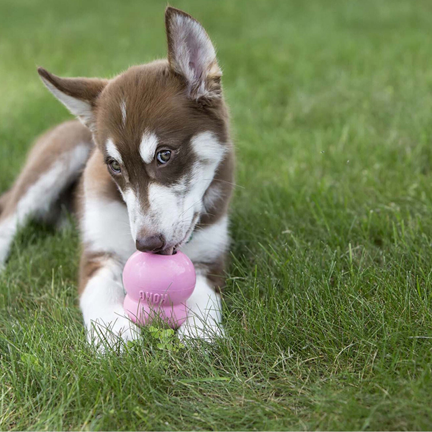 Kong Easy Treat, Dog Treat Paste - Puppy Recipe