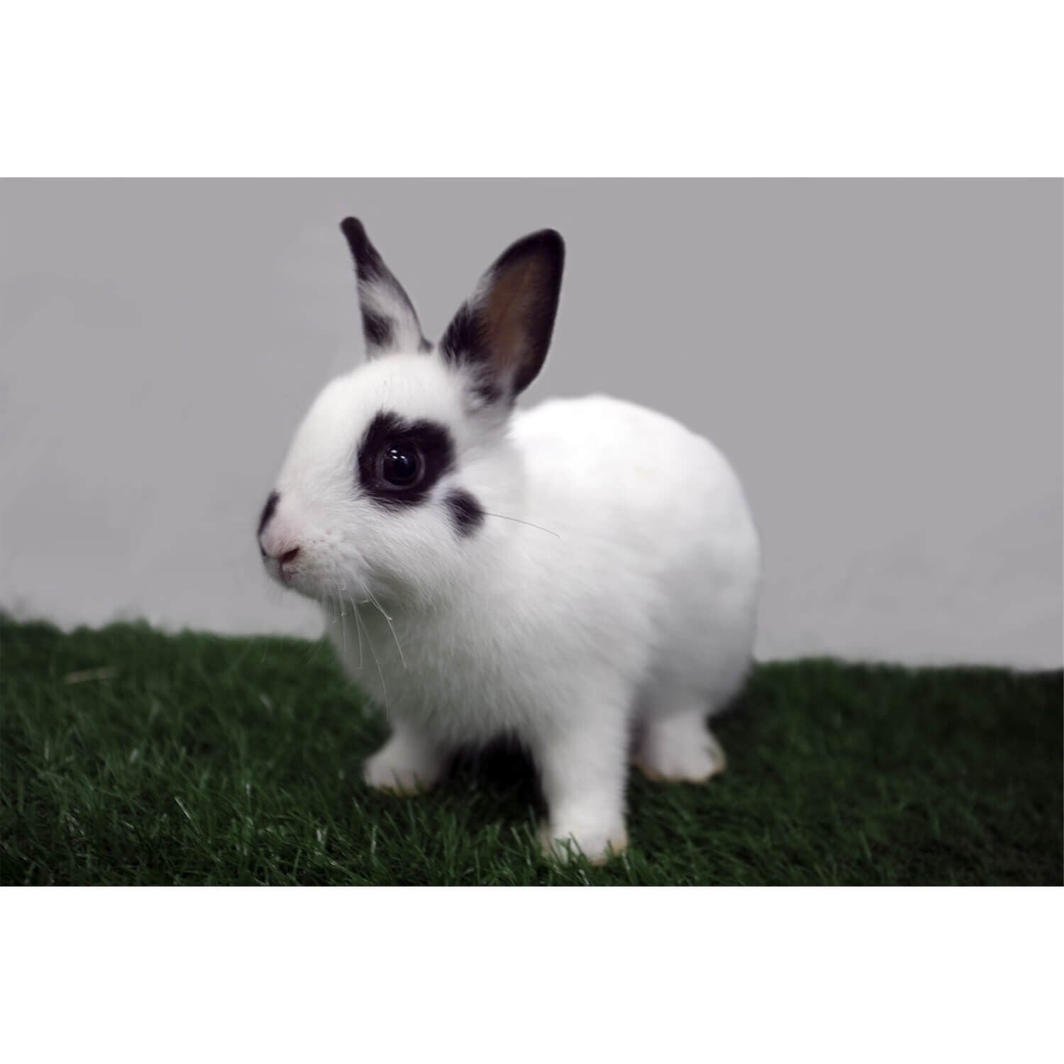 Super Toy Rabbit