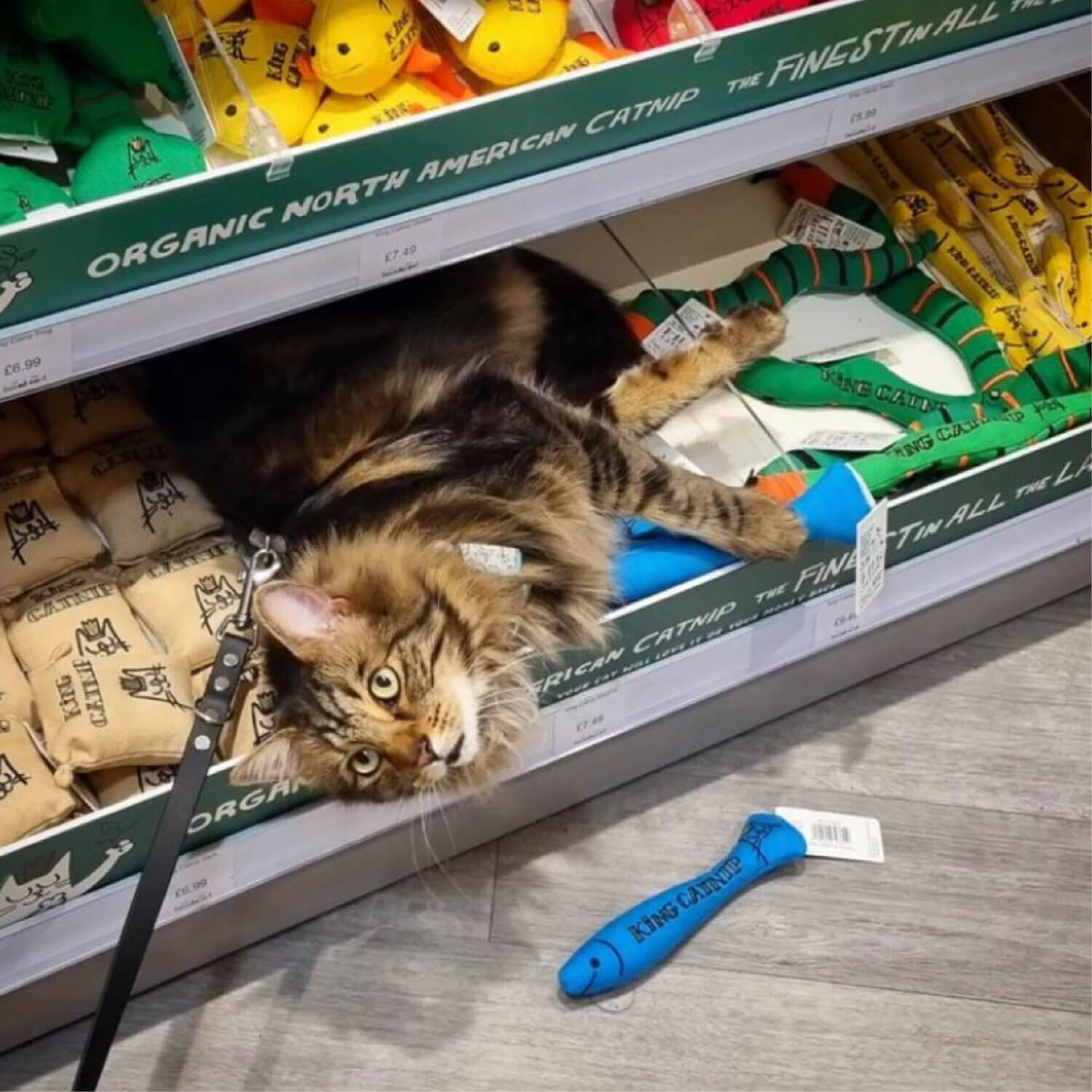 King Catnip Sardine Cat Toy Filled With Organic Catnip