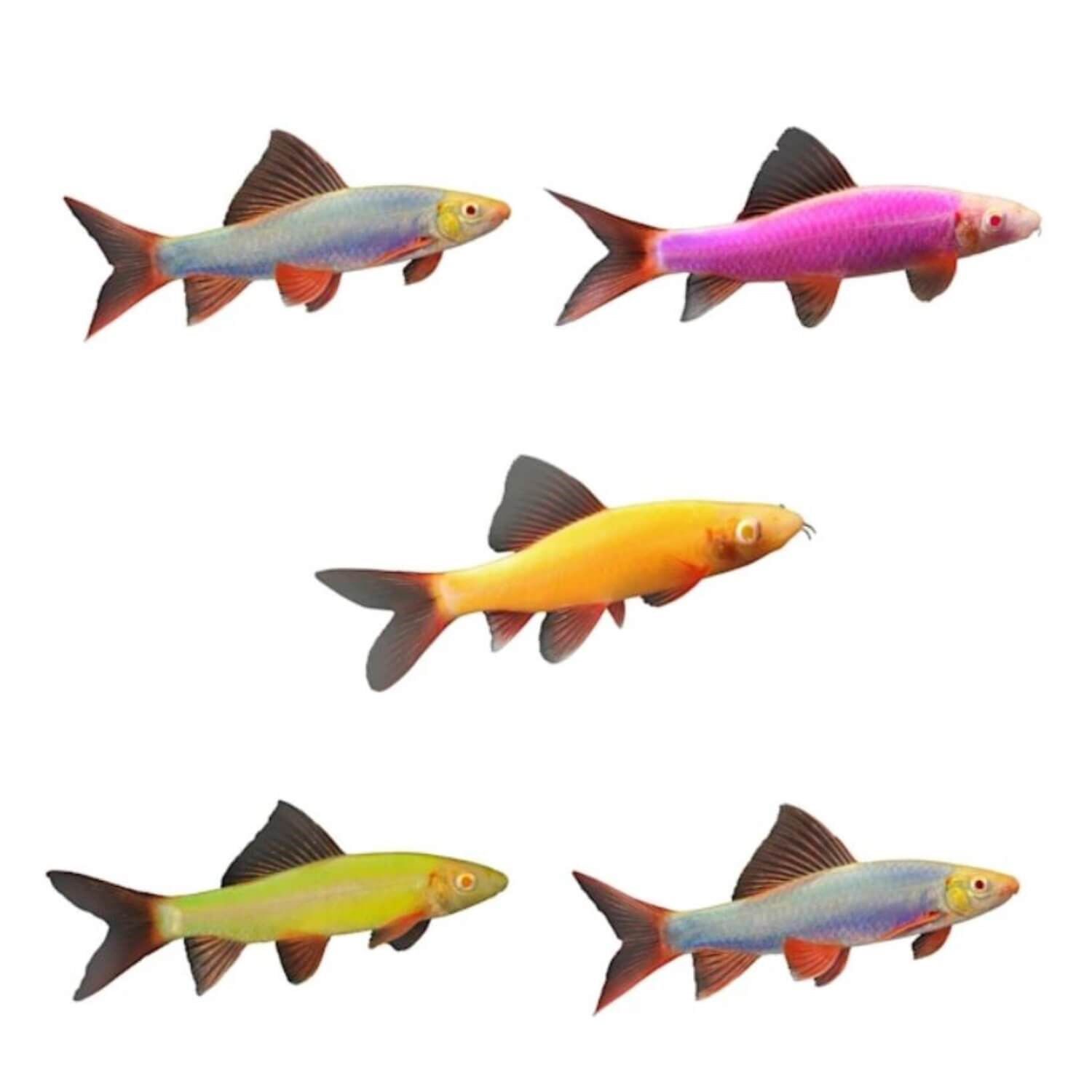 Glofish Sharks