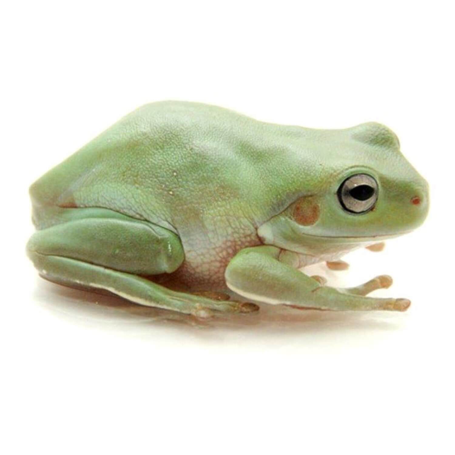 White's Tree Frog