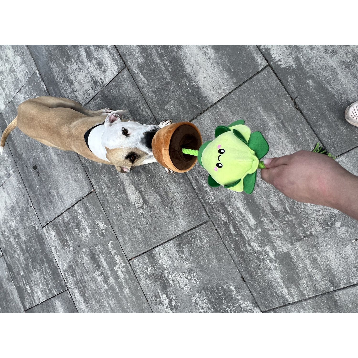 Territory Lettuce Treat-And-Tug Dog Toy, 15"