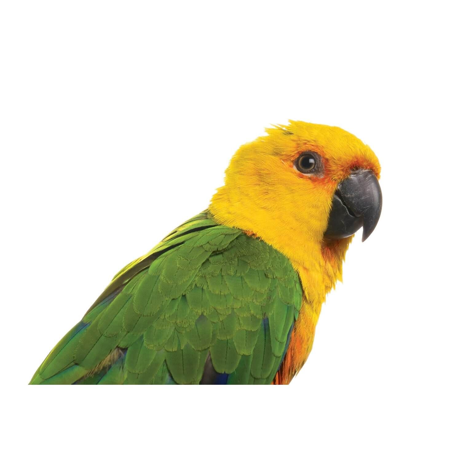 Fancy Conure (Sun/Jenday)