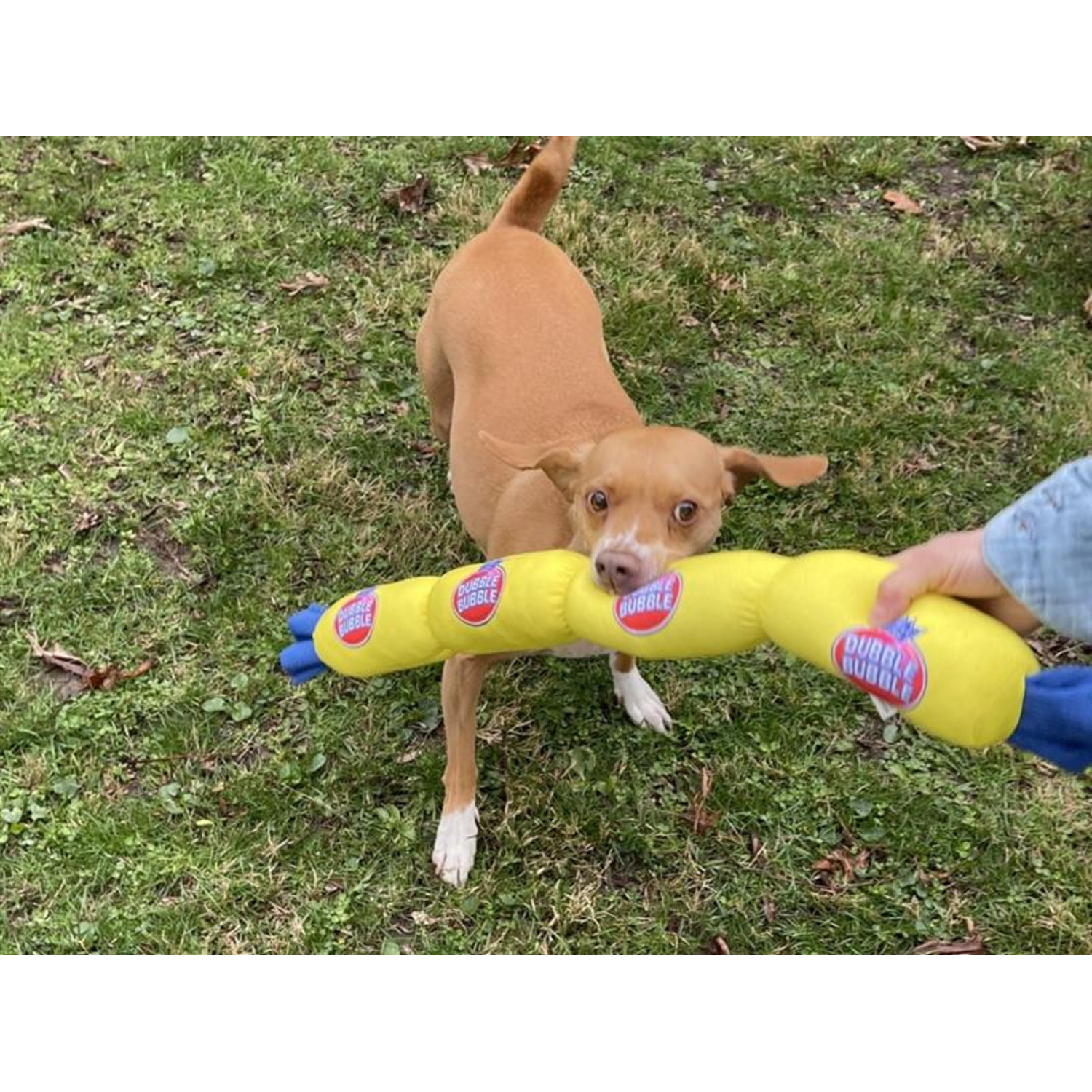 Tootsie Roll Dubble Bubble Crinkle Squeaky Tug Dog Toy, 27"