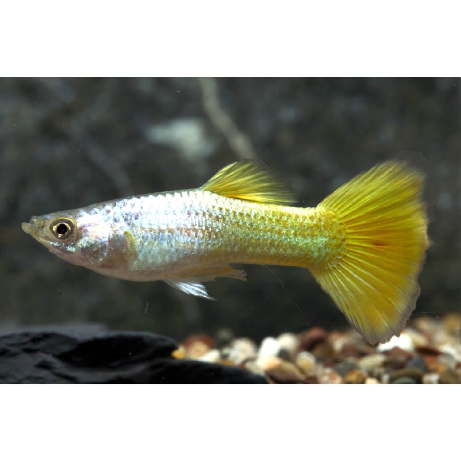 Assorted Fancy Guppy Male Regular