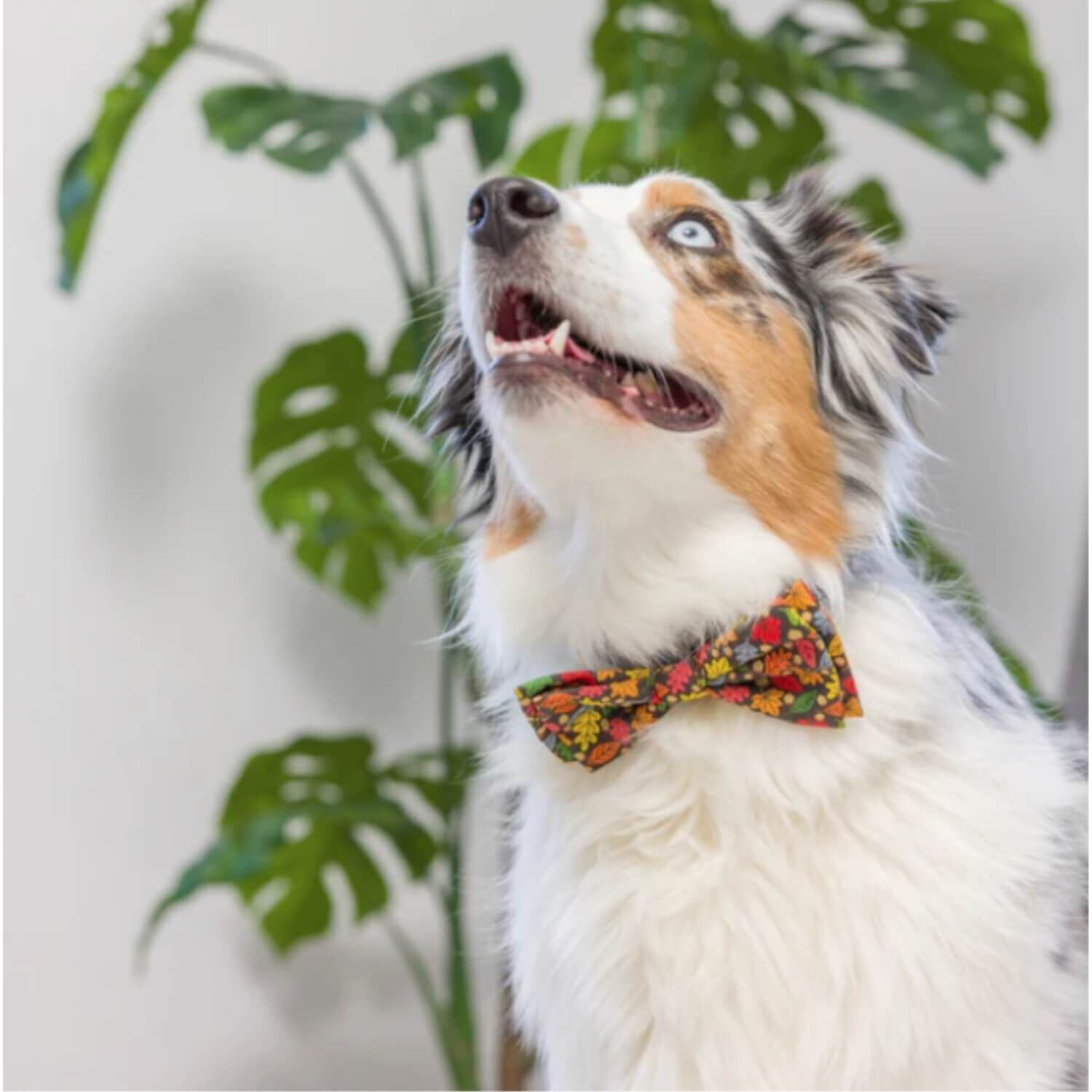 Huxley & Kent Leaves & Nuts Dog Collar Bow Tie