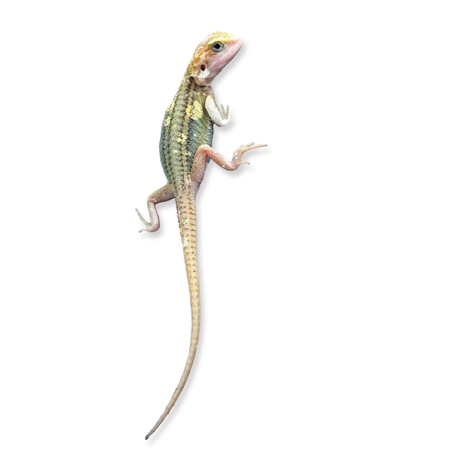 Pied Bearded Dragon