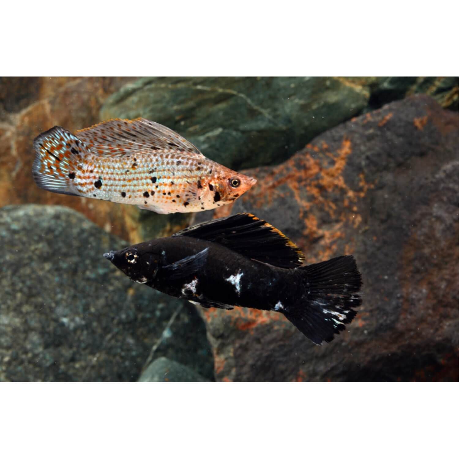 Assorted Sailfin Molly Medium