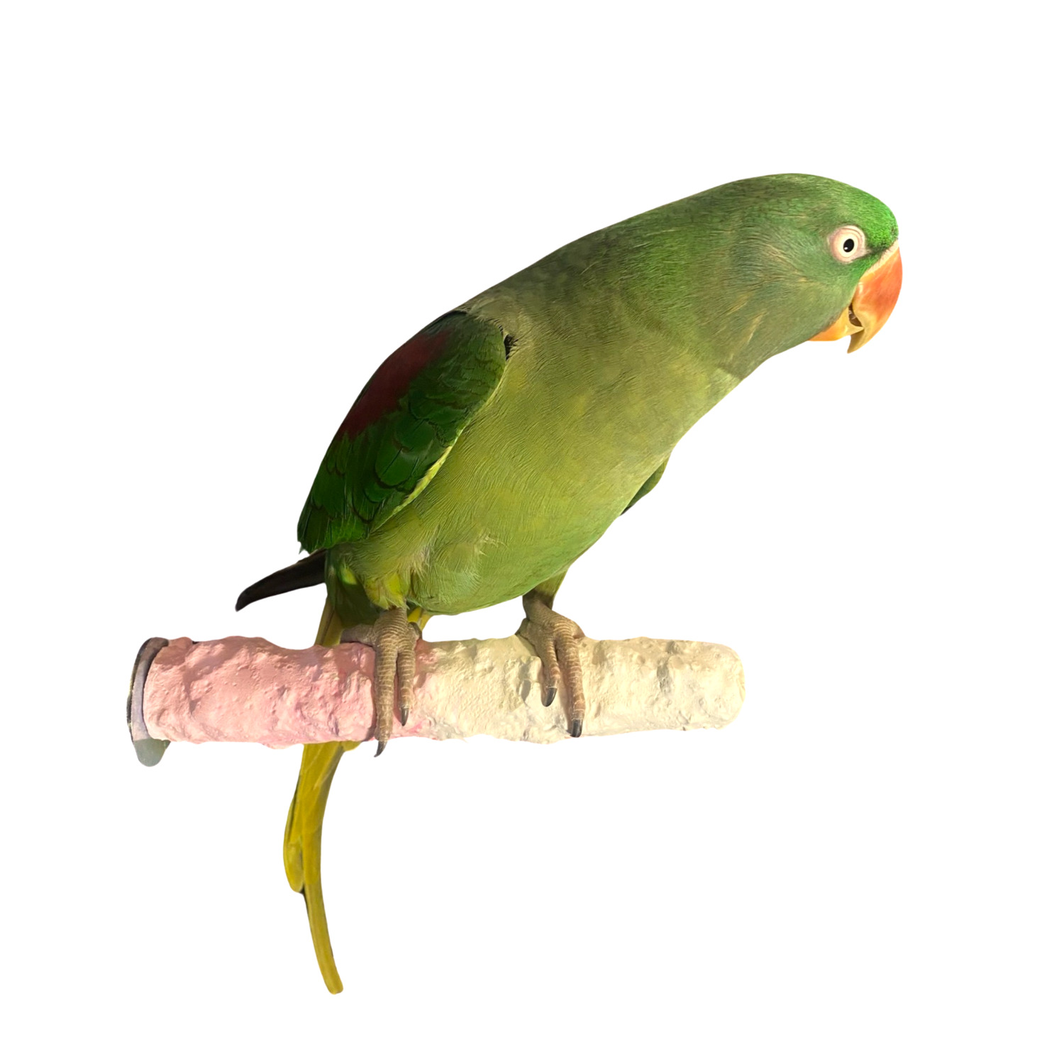 Polly's Pet Tooty Fruity Bee Pollen Perch For Birds