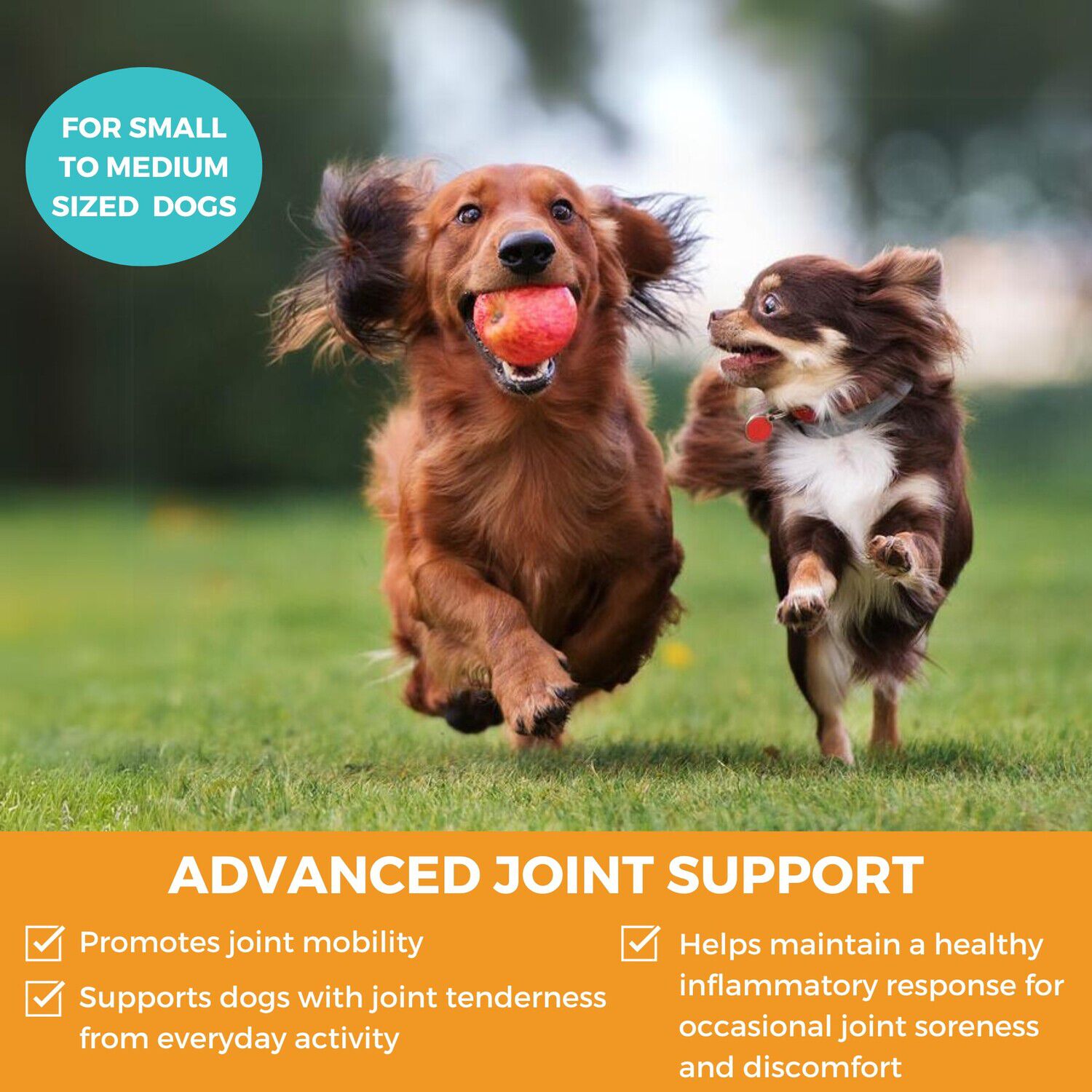 Progility Mini Hip & Joint Small & Medium Breeds Soft Chew Dog Supplements, 60Ct