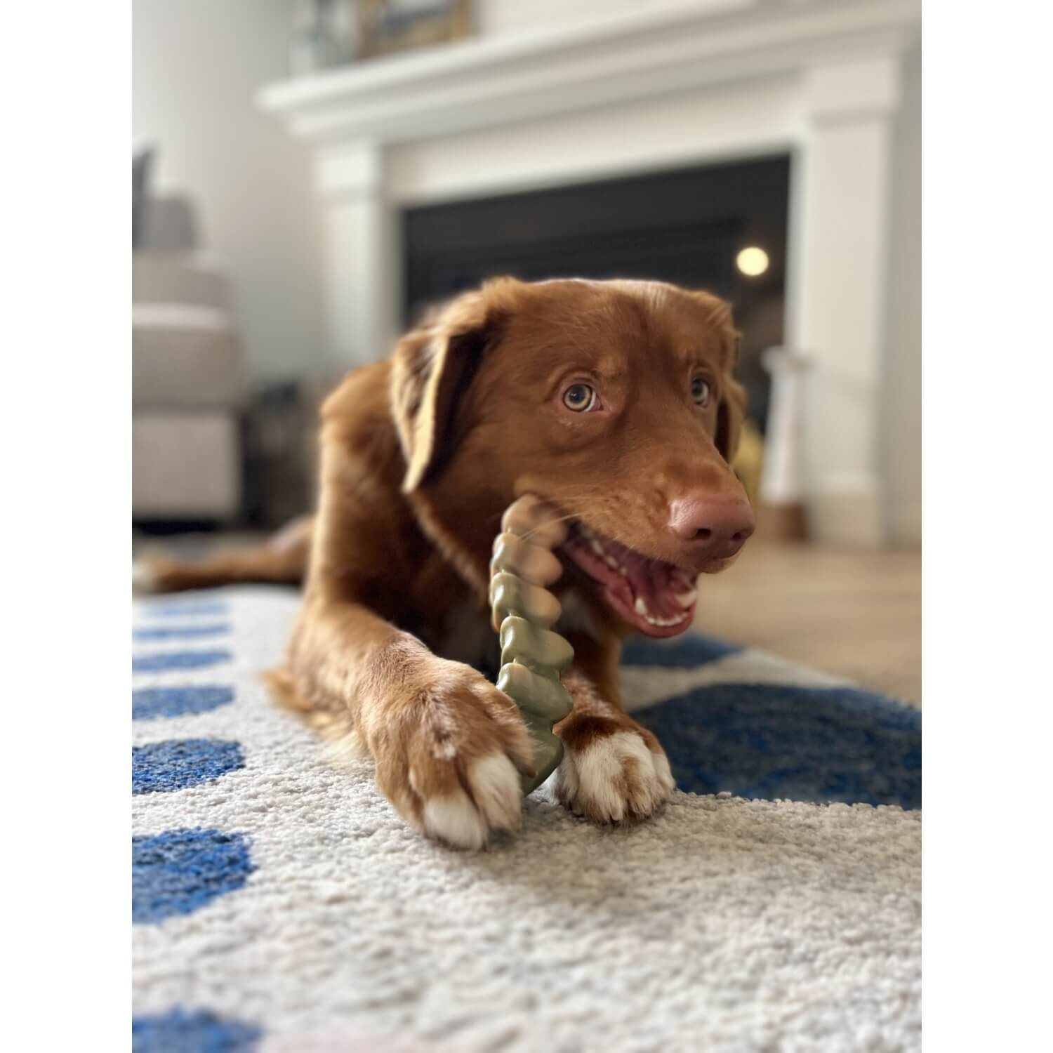 Nylabone Power Chew Gator Tail Alternative Dog Chew Toy - Chicken Flavor