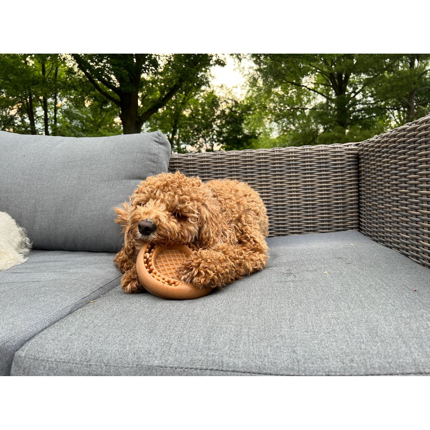 Tall Tails Wiggle Waffle Chew Textured Bacon Scented Dog Toy, 6" Large