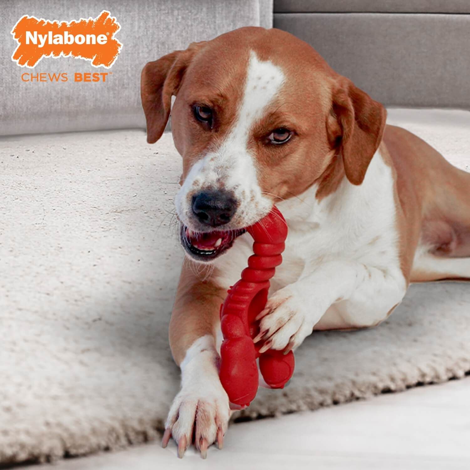 Nylabone Power Chew Lobster Dog Toy - Filet Mignon
