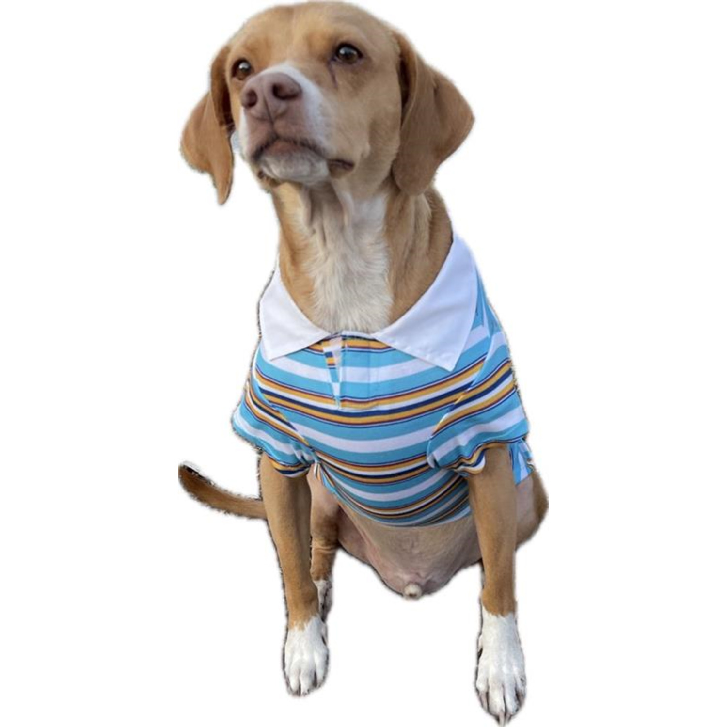 Simply Dog Striped Collared Polo Dog Shirt, Blue, White & Orange