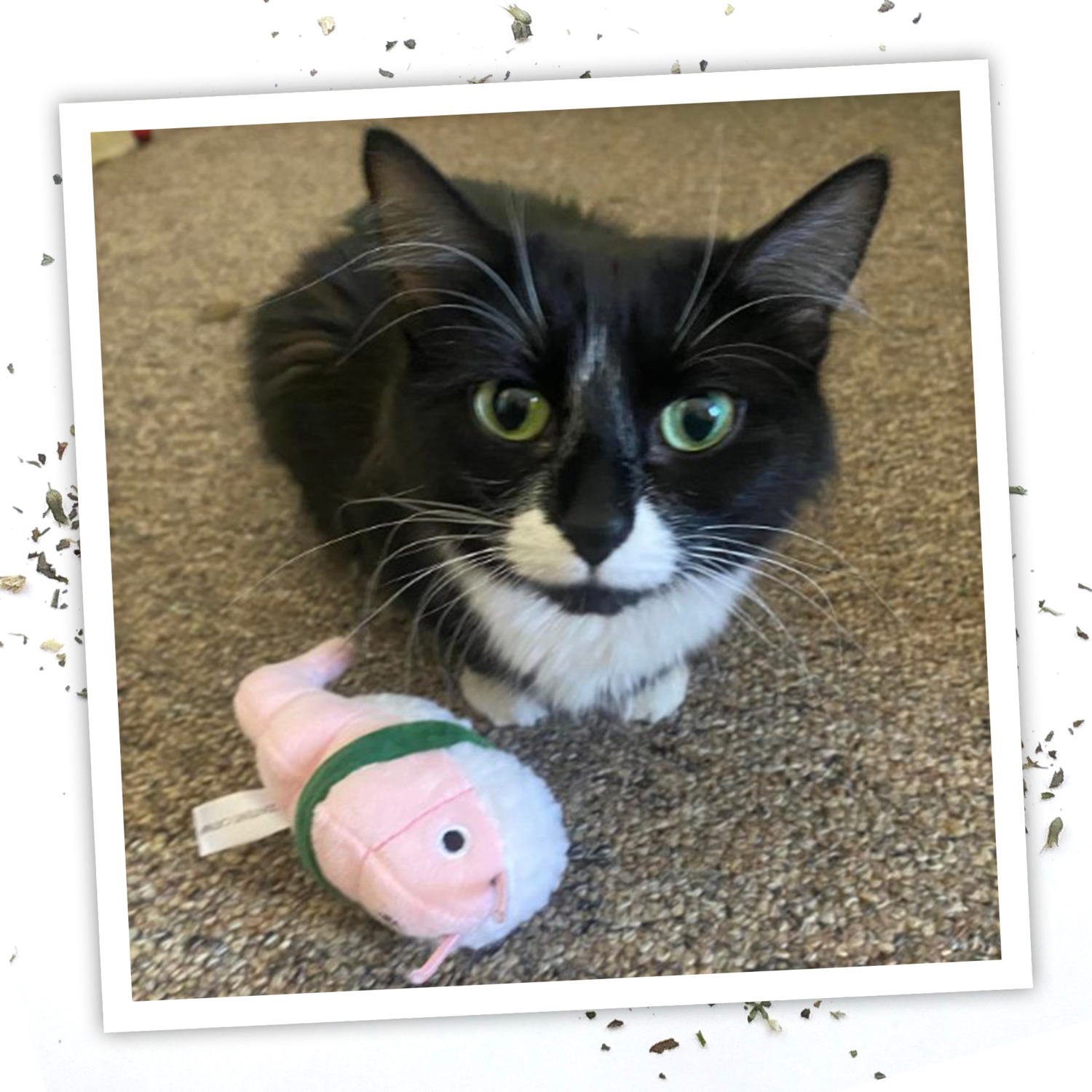 Meowijuana Get Wrapped Refillable Shrimp Sushi Roll & Catnip Cat Toy
