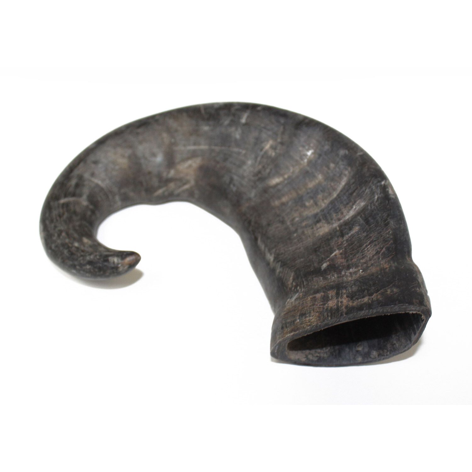 Aussie Naturals Water Buffalo Bully Horn Dog Treat