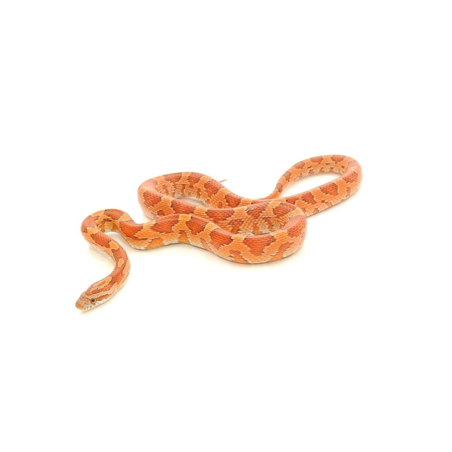 Corn Snake
