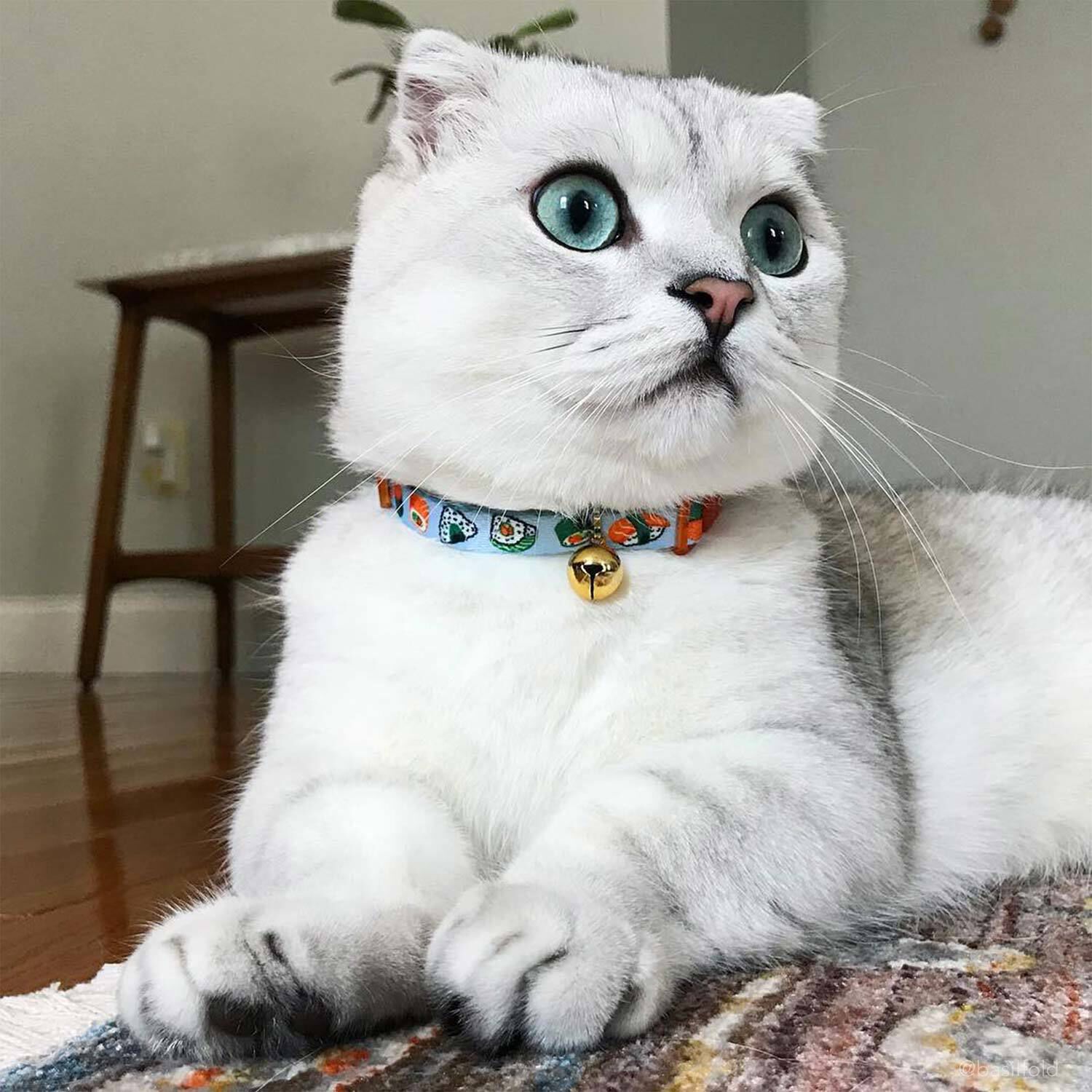 Coastal Pet Products Safe Cat Fashion Adjustable Breakaway Cat Collar, Sushi On Blue, 3/8"X8"-12"
