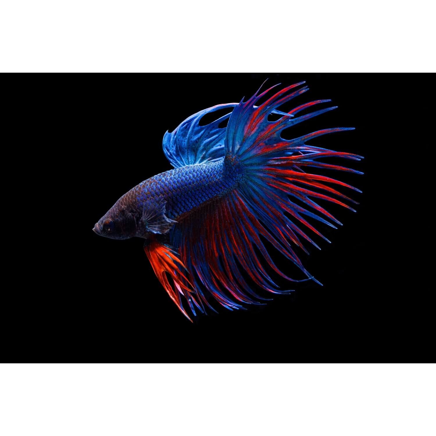 Crowntail Betta Male Large