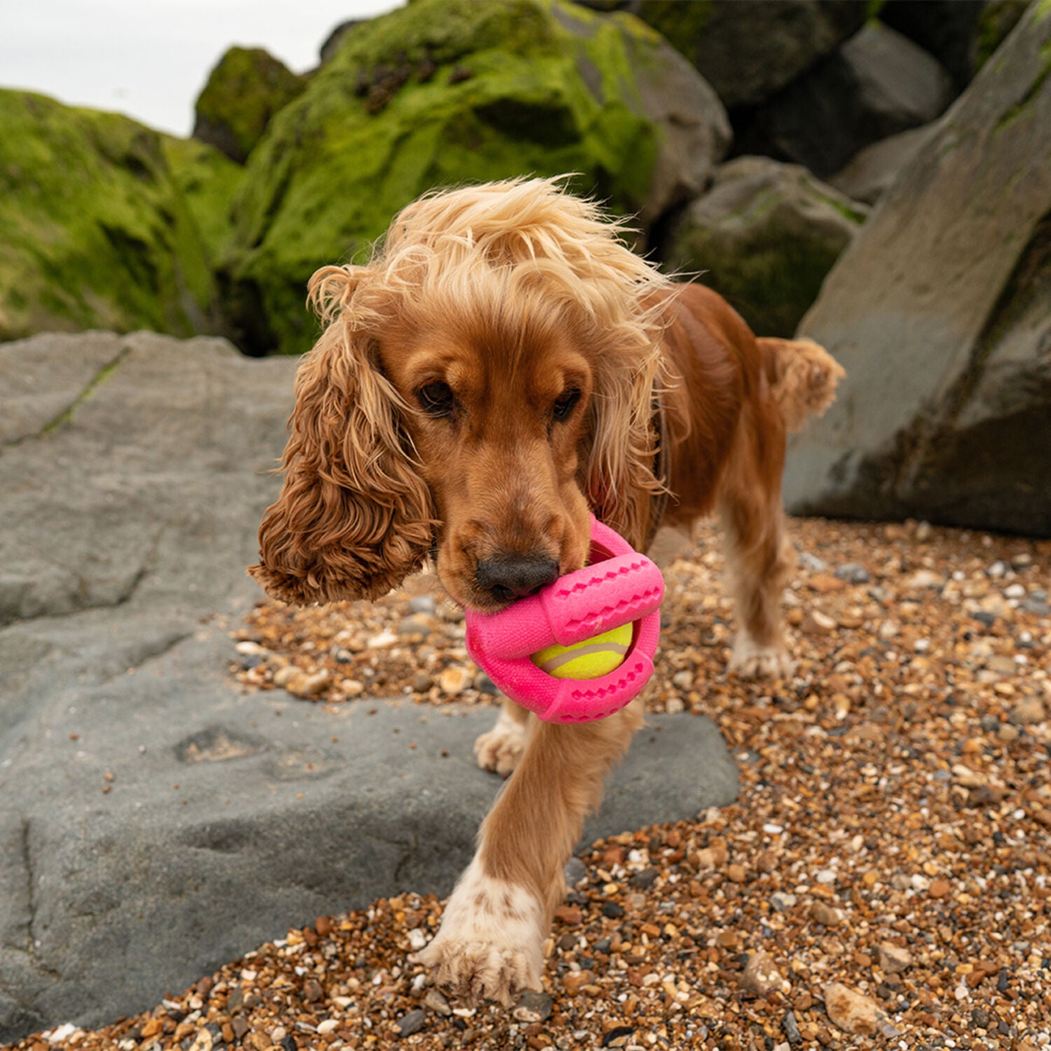 Frubba Play Cross Ball Dog Toy