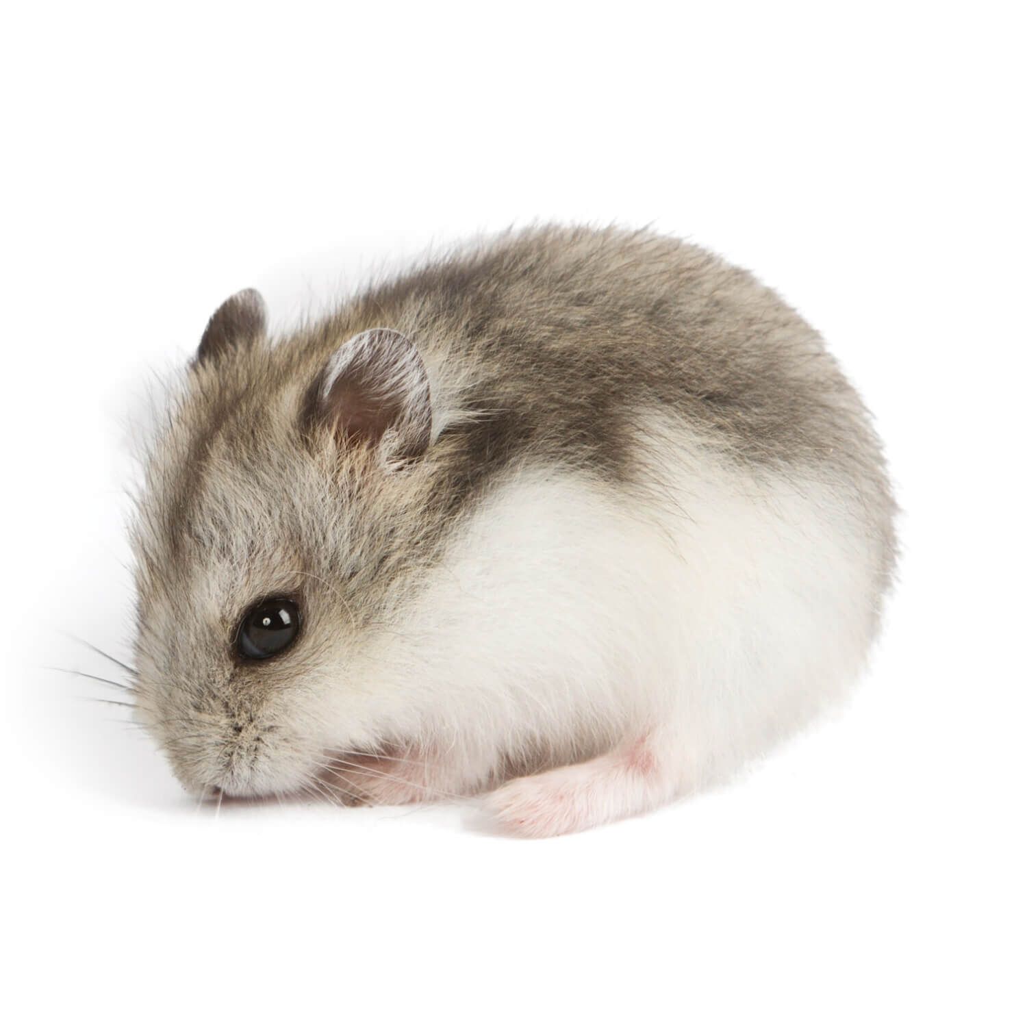 Djungarian/Winter White Dwarf Hamster