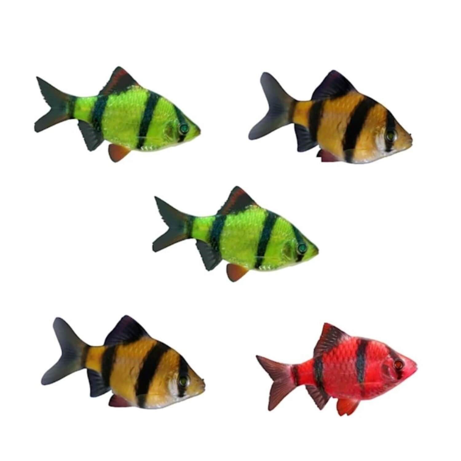 Glofish Barb