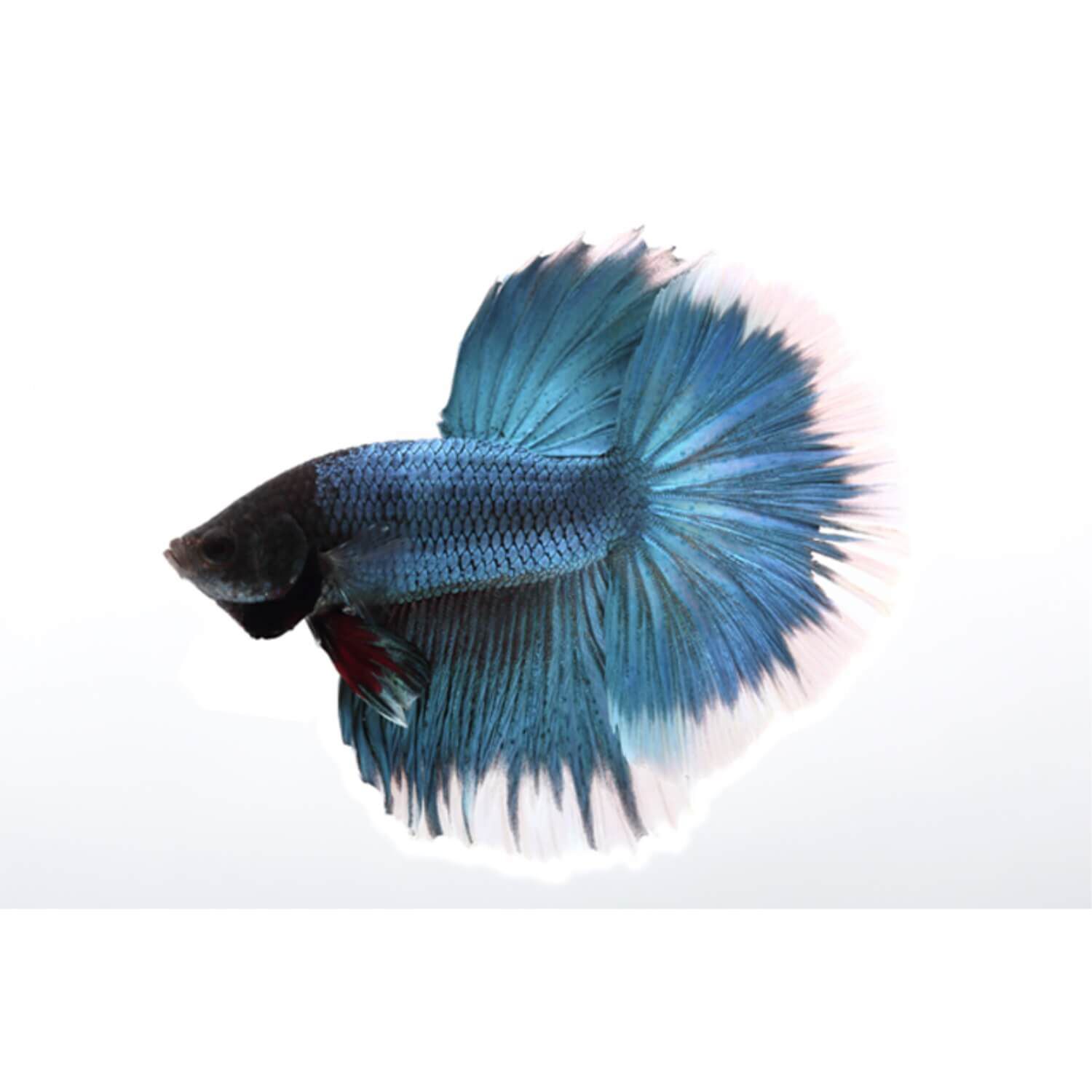 Halfmoon Betta Male Large
