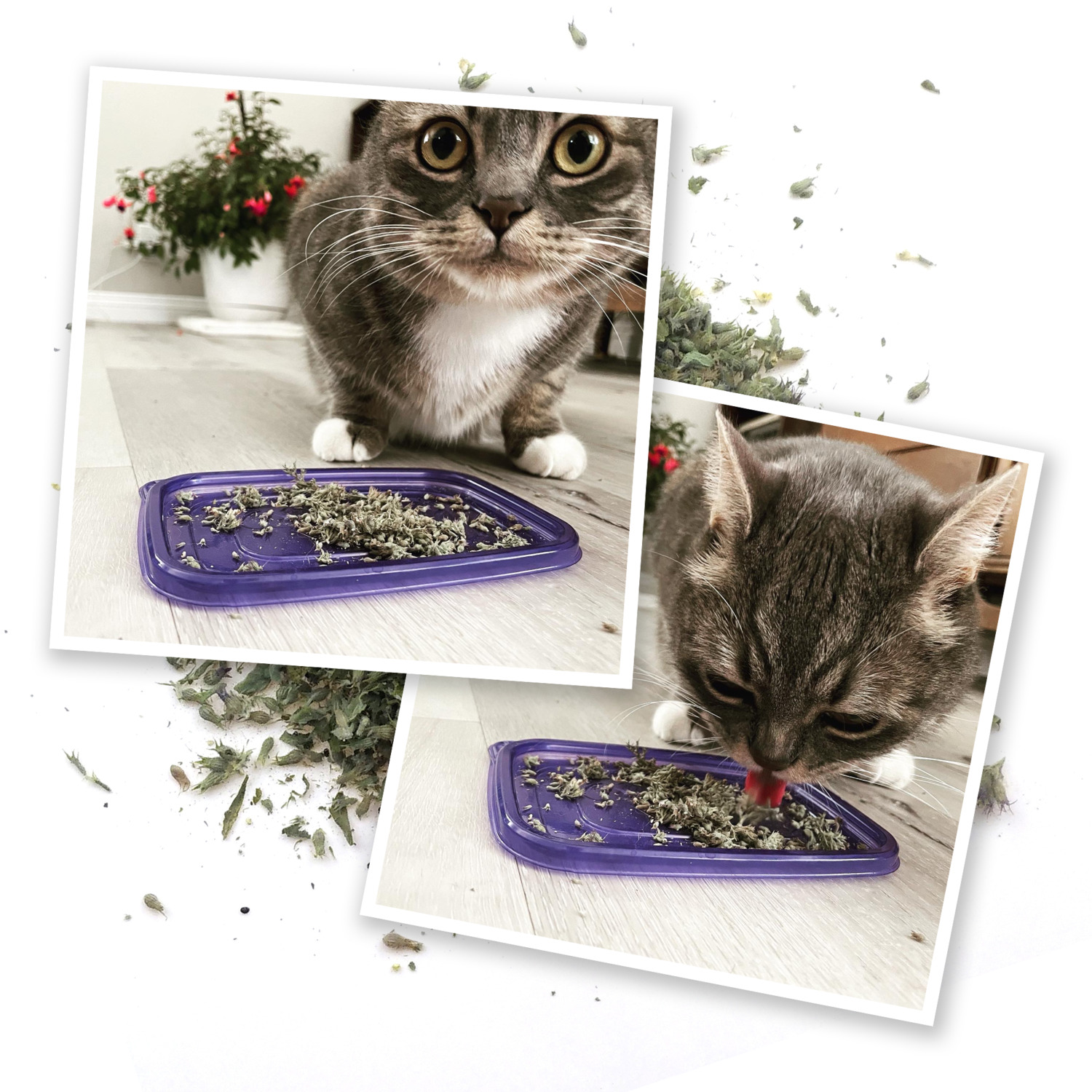 Meowijuana Meowi-Waui - Ground Catnip & Catnip Buds
