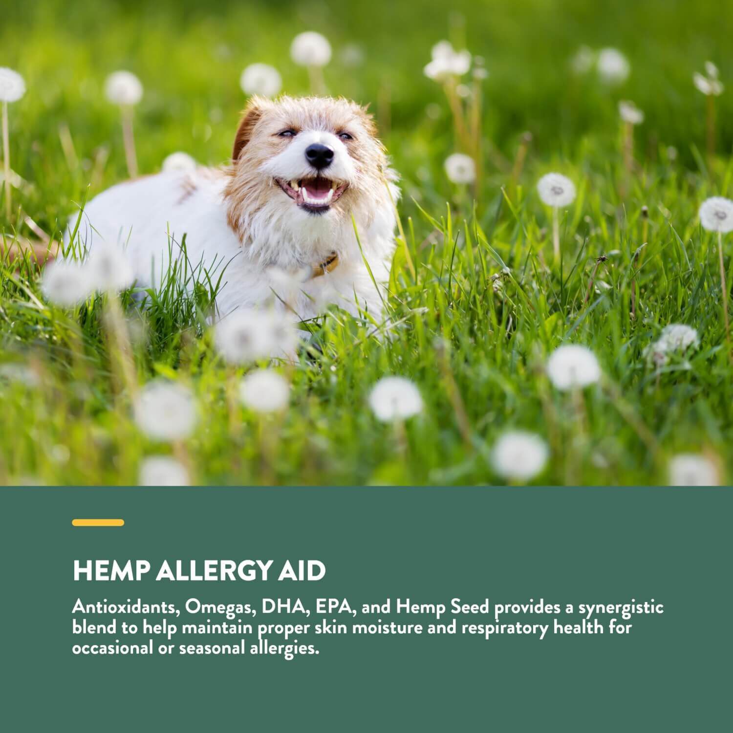 Naturvet Hemp Allergy Aid Soft Chews For Dogs