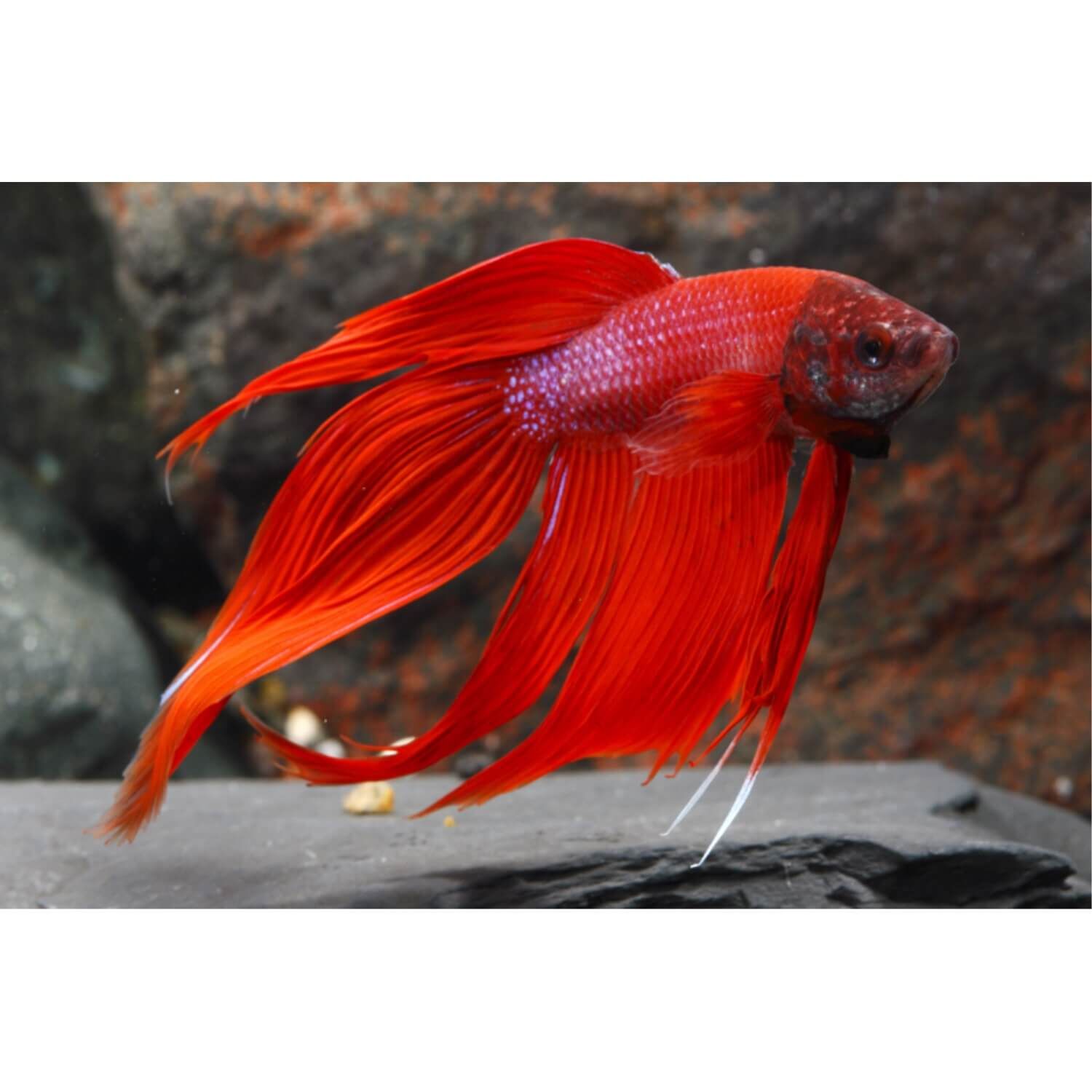 Betta Male Large