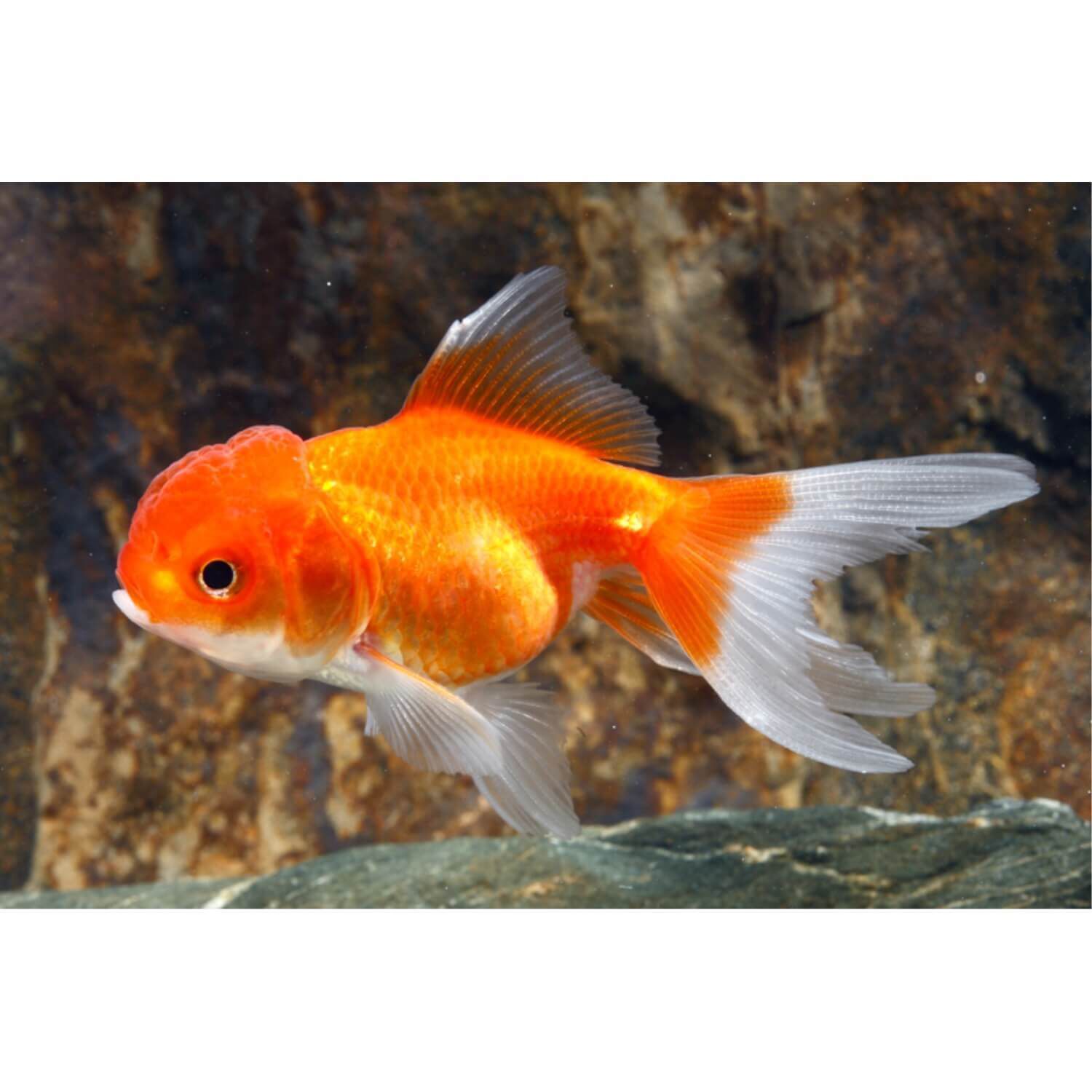 Assorted Oranda Goldfish